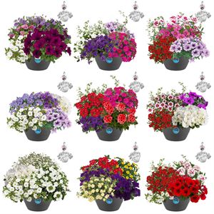 Bild von Hp27 multi mixen new jong